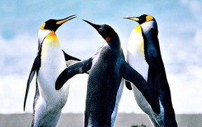 Penguins